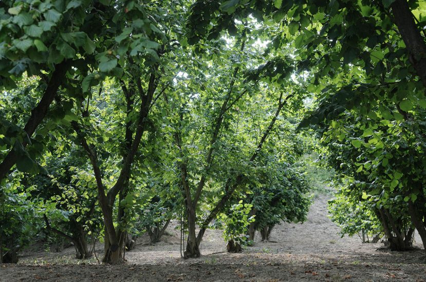 I noccioleti delle Langhe (ph Ente Turismo Alba Bra Langhe Roero)
