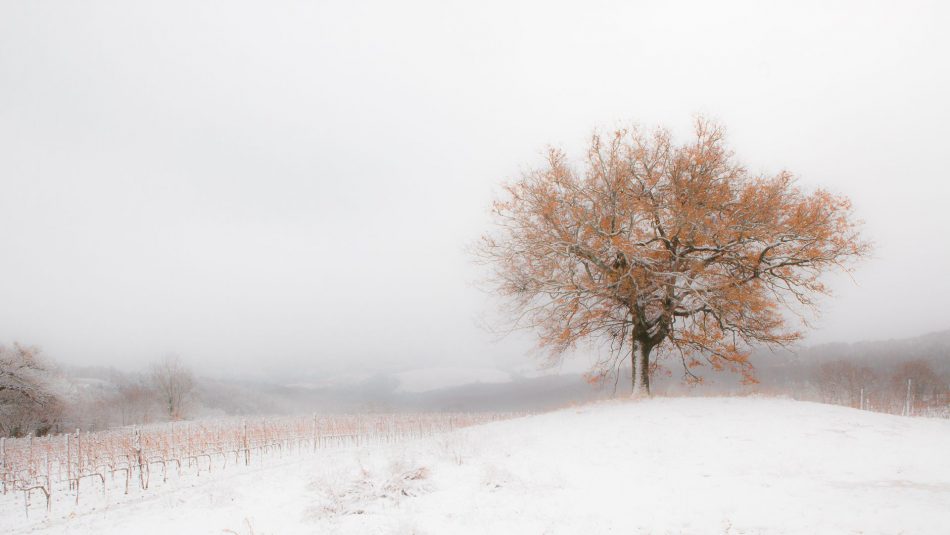 I vigneti di Castello di Montepò, a Scansano, coperti di neve