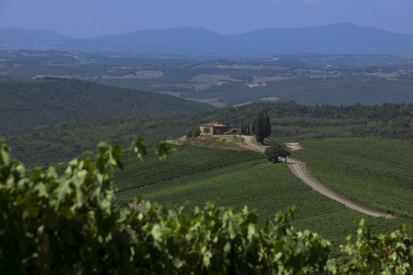 Tra i filari di Castiglion del Bosco