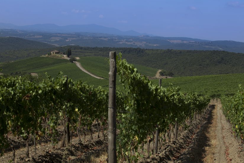 Tra i filari di Castiglion del Bosco