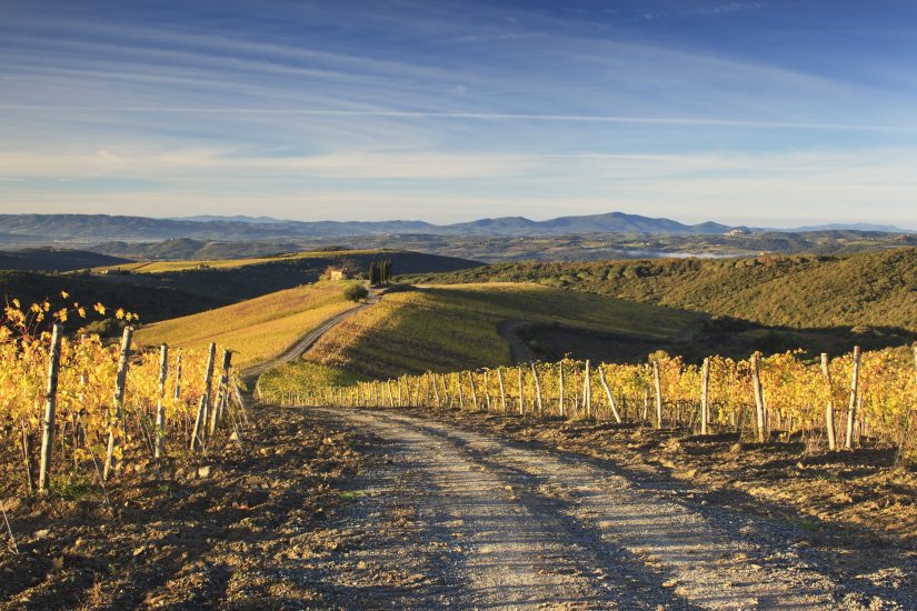 Tra i filari di Castiglion del Bosco