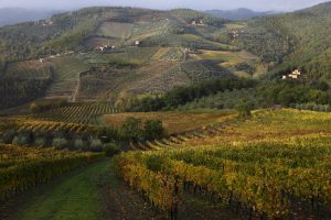 Le cantine, oltre il vino: cresce tra aziende e territori una agricoltura bio-diversa di qualità