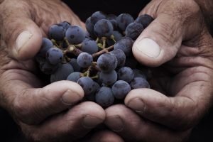 Vendemmia 2021: produzione in calo, ma tecnologia e competenza salvano la qualità