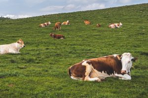 A venti anni dal primo caso di Mucca Pazza, l&rsquo;Italia &egrave; diventato il Paese pi&ugrave; green d&rsquo;Europa