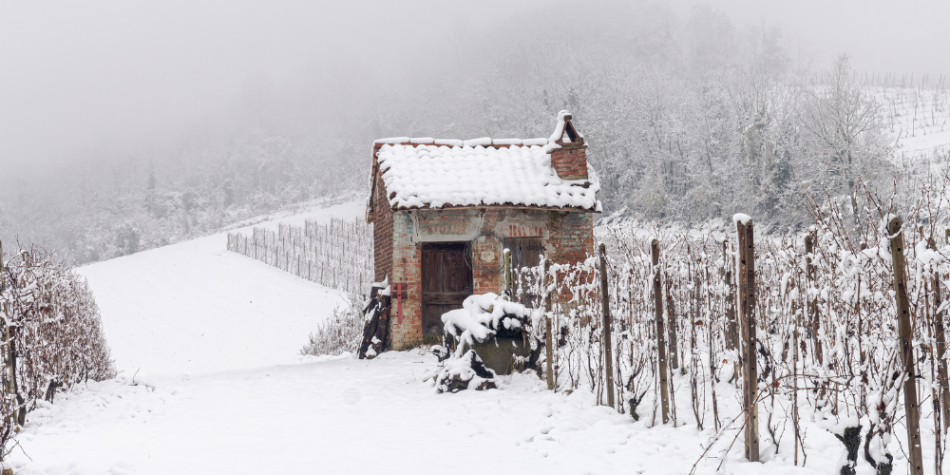 I vigneti di Cantina Valpane, nel Monferrato