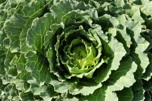 Legge sul Biologico, ok all&rsquo;unanimit&agrave; in Commissione Agricoltura al Senato. Passo decisivo