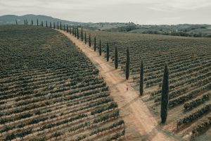 Italy one step away from a single national sustainability standard for wine Italy one step away from a single national sustainability standard for wine