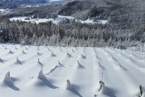 Dopo la neve e il letargo, e con le prime potature, la vite si risveglia e guarda alla primavera