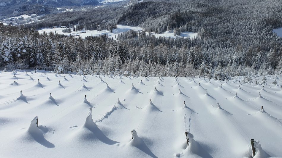  Il vigneto più alto d’Europa, a Cortina d’Ampezzo, coperto di neve
