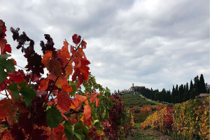 I Quaderni di WineNews - Il Brunello di Montalcino