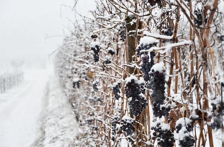 La neve sui vigneti di Allegrini, in Valpolicella