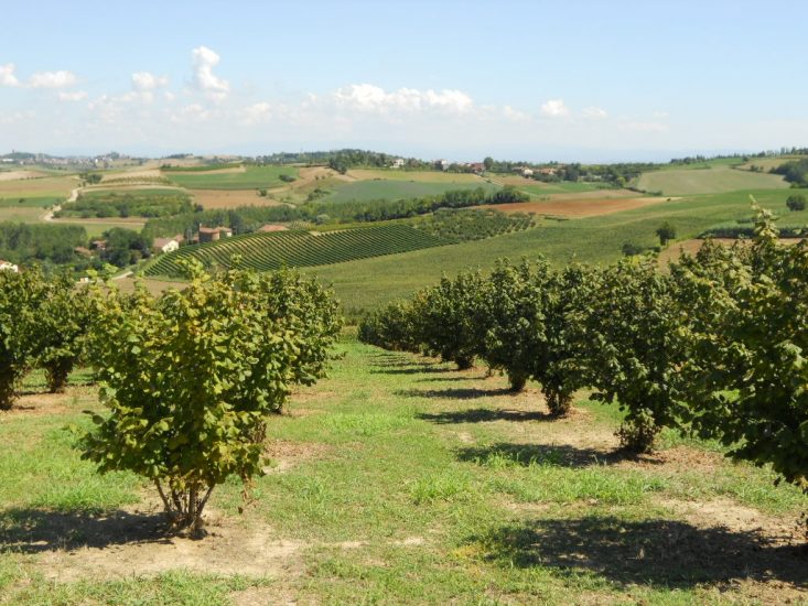 I noccioleti nelle Langhe che si intrecciano ai vigneti