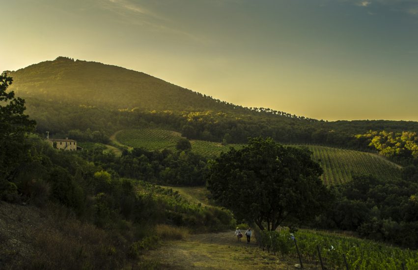 La Tenuta San Guido ph Etienne Hunyady
