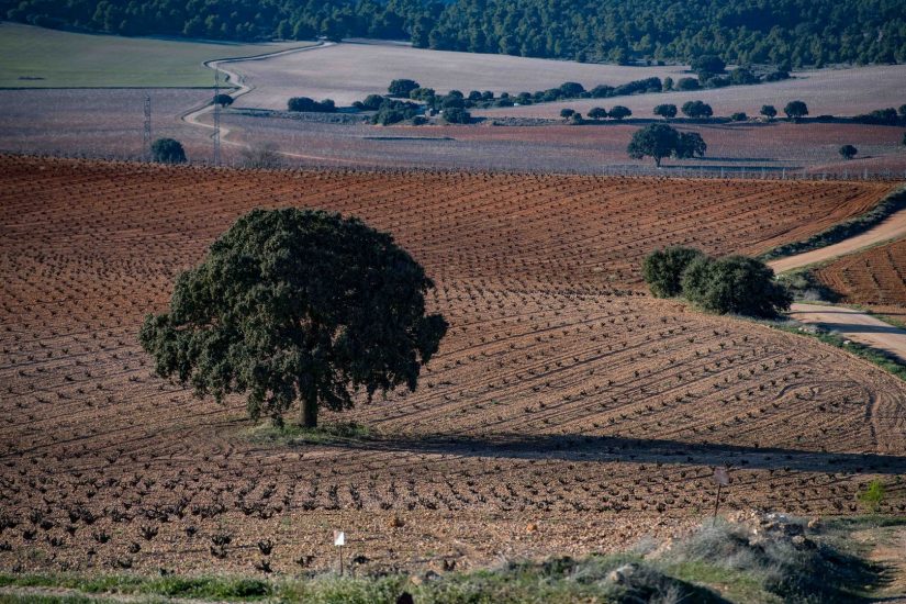 Finca Vella, la cantina spagnola entrata nel Gruppo Fantini