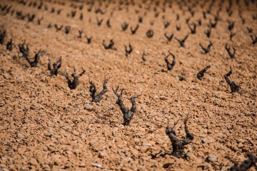 Finca Vella, la cantina spagnola entrata nel Gruppo Fantini