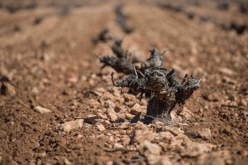 Finca Vella, la cantina spagnola entrata nel Gruppo Fantini