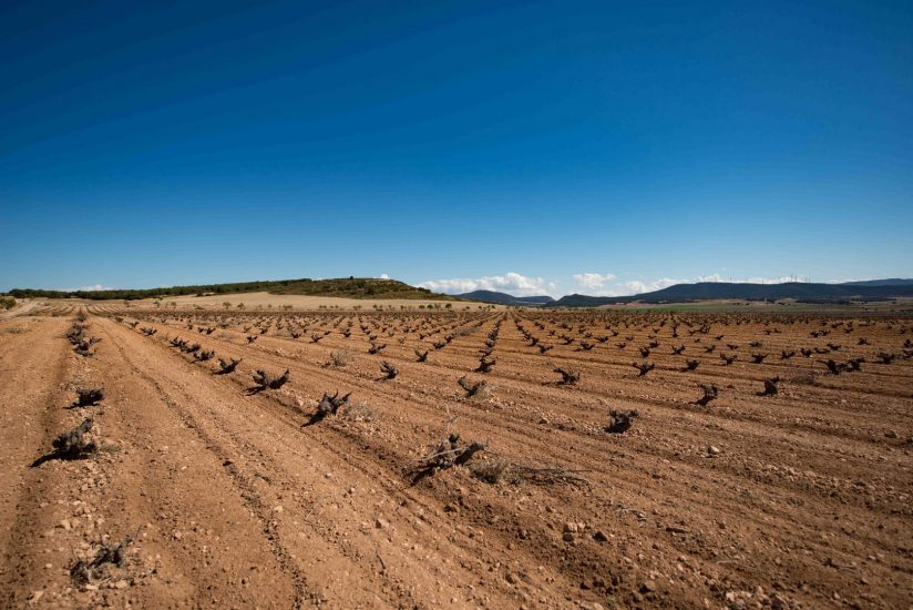 Finca Vella, la cantina spagnola entrata nel Gruppo Fantini