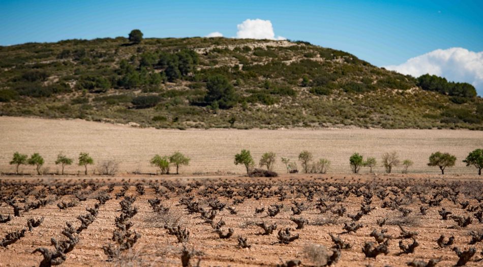Finca Vella, la cantina spagnola entrata nel Gruppo Fantini