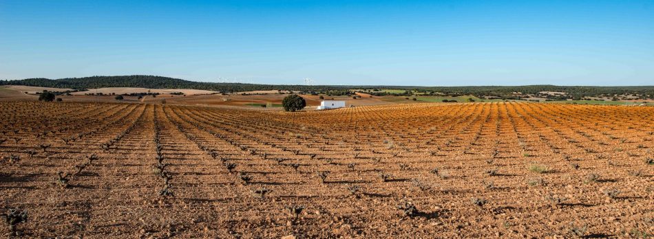 Finca Vella, la cantina spagnola entrata nel Gruppo Fantini
