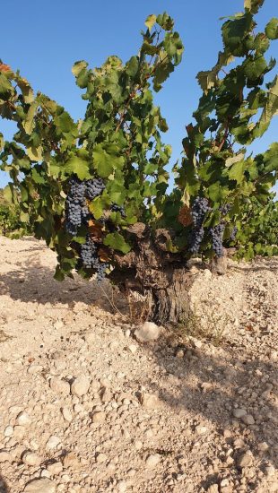 Finca Vella, la cantina spagnola entrata nel Gruppo Fantini