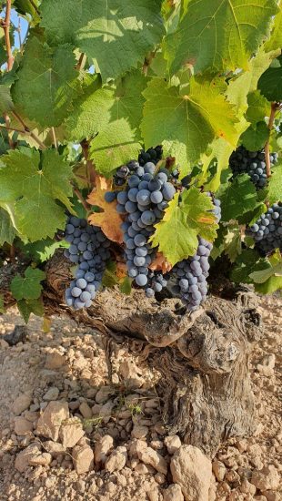 Finca Vella, la cantina spagnola entrata nel Gruppo Fantini