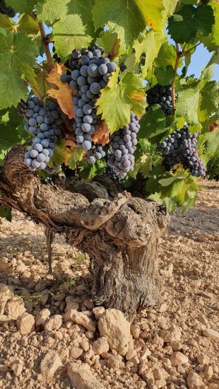 Finca Vella, la cantina spagnola entrata nel Gruppo Fantini