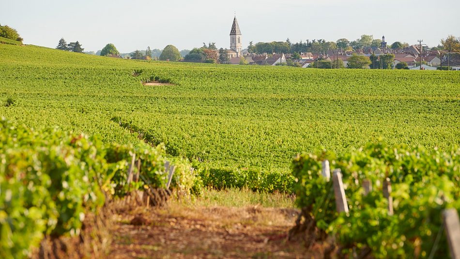 L’Hospices de Nuits-Saint-Georges, i vigneti