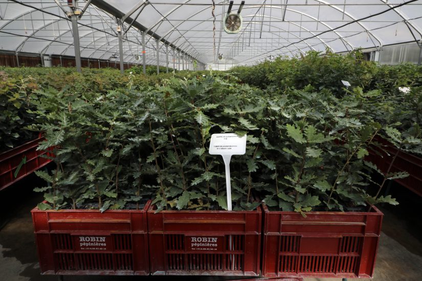 Il Tartufo Bianco diventa anche francese: la coltivazione firmata Inrae e Vivai Robin 