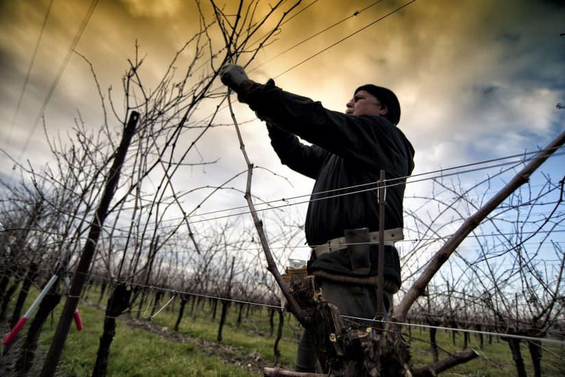 La potatura a Santa Margherita