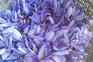 Pura Crocus, Zafferano in Pistilli