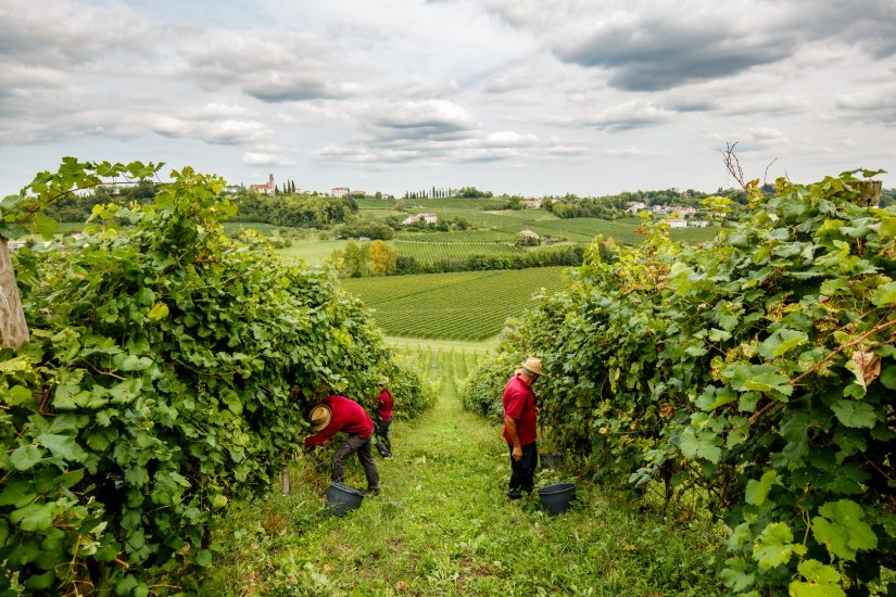 La vendemmia a Santa Margherita