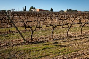 Tra i filari di Jean Leon, griffe del Penedès di Torres, la ricerca sul sequestro di CO2 nel suolo