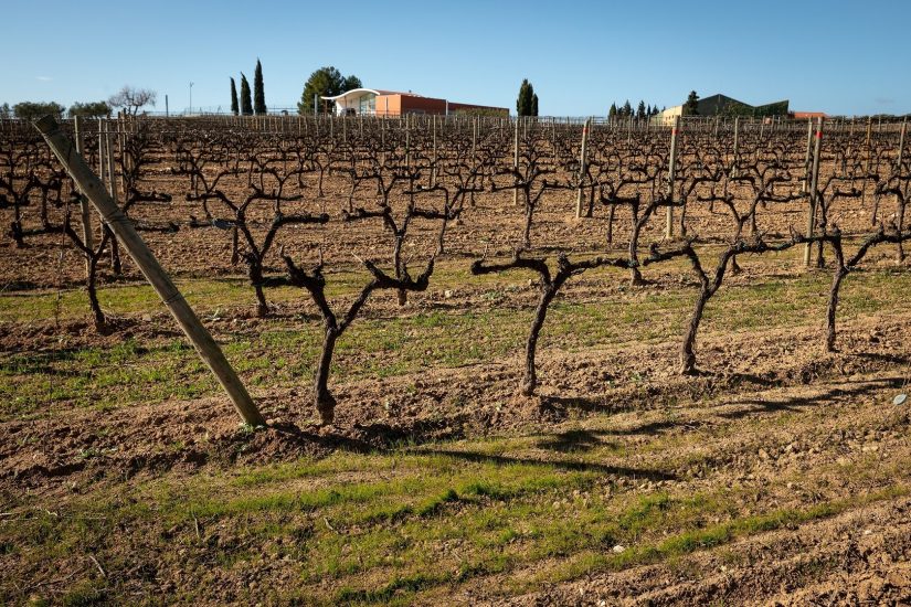 La ricerca tra i filari di Jean Leon