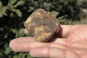 Il Tartufo Bianco pregiato diventa anche francese: con la coltivazione si apre una nuova era
