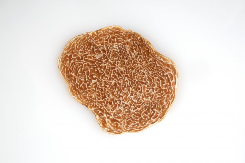 Il Tartufo Bianco diventa anche francese: la coltivazione firmata Inrae e Vivai Robin 