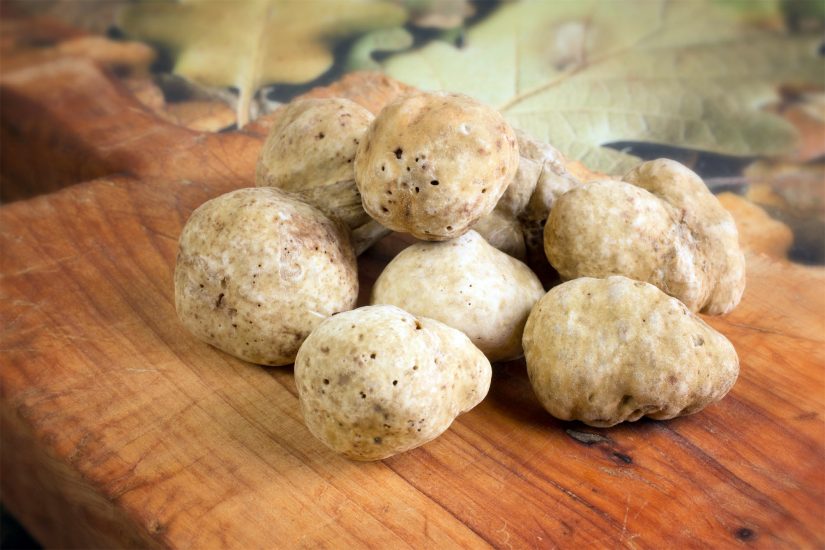 Il Tartufo Bianco diventa anche francese: la coltivazione firmata Inrae e Vivai Robin 