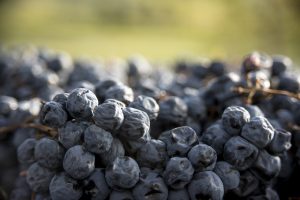 Amarone di nome, ma non di fatto