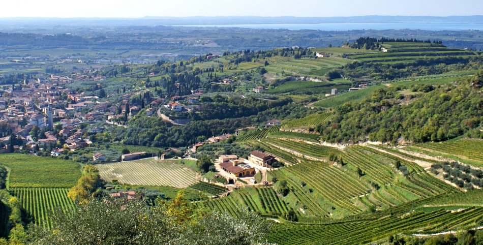 Puntare sul Valpolicella per valorizzare il territorio: focus del Consorzio