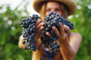 Addio a spiagge e montagne per “lavorare in vigna”? Arriva la “vendemmia turistica” nazionale Addio a spiagge e montagne per “lavorare in vigna”? Arriva la “vendemmia turistica” nazionale