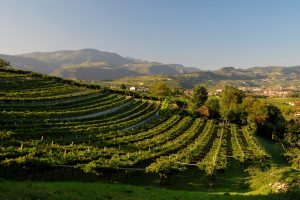 Valpolicella Superiore, il vino su cui puntare per il 93% dei produttori della Valpolicella Valpolicella Superiore, il vino su cui puntare per il 93% dei produttori della Valpolicella