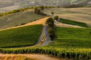 L’Oltrepò del vino da raccontare, attraverso colori e immagini di un territorio storico L’Oltrepò del vino da raccontare, attraverso colori e immagini di un territorio storico