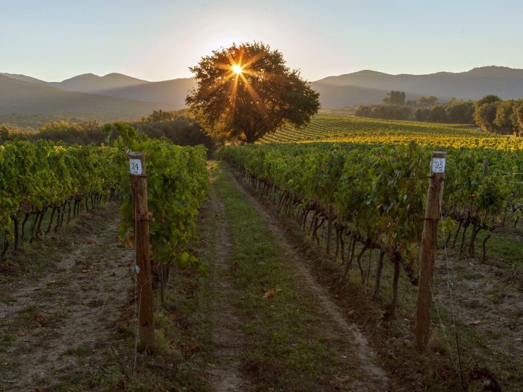 I vigneti di Ornellaia