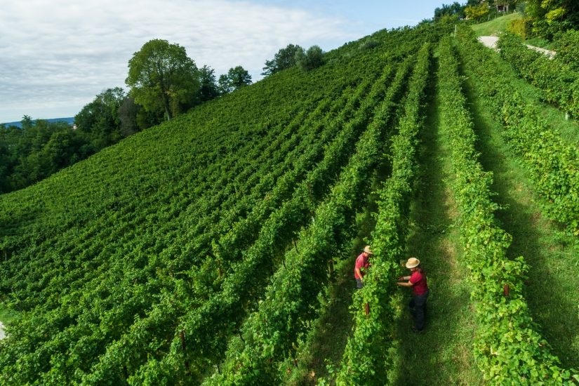 Vigneto Refrontolo di Santa Margherita