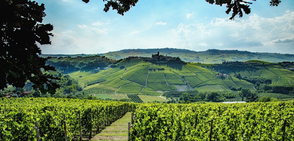 I vigneti delle Langhe (Ph Consorzio del Barolo e del Barbaresco)