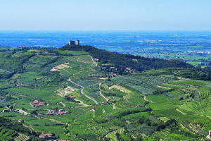 I Quaderni di WineNews - L'Amarone della Valpolicella