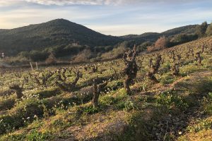 Vecchie vigne e il capitale umano al centro di Bentu Luna, la cantina sarda di Gabriele Moratti