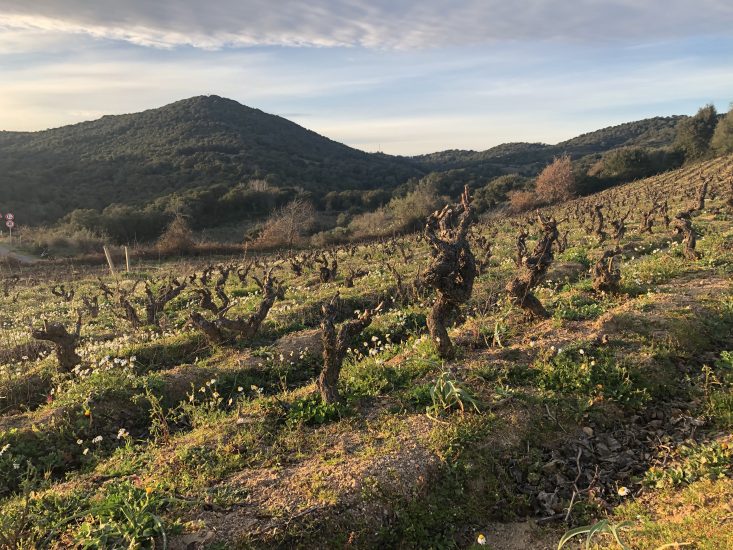 Bentu Luna, la cantina sarda di Gabriele Moratti