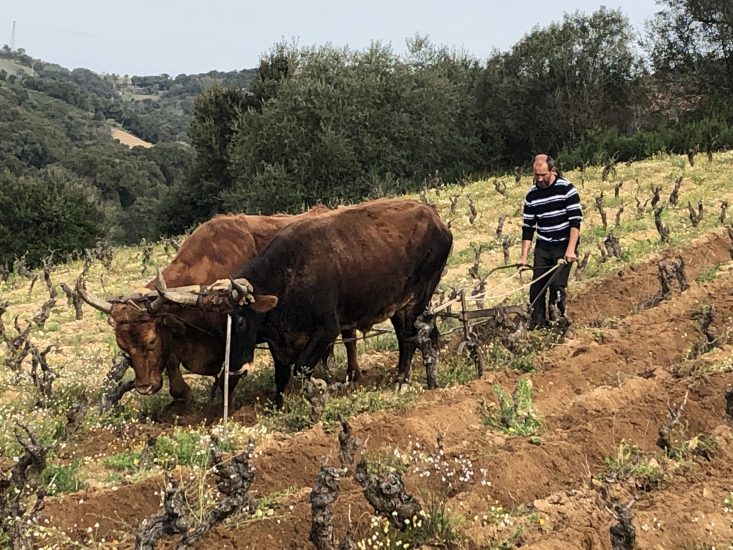Bentu Luna, la cantina sarda di Gabriele Moratti