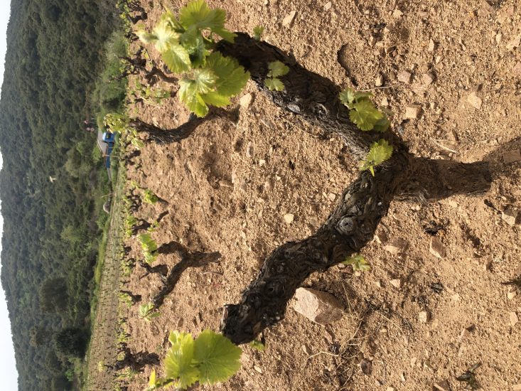 Bentu Luna, la cantina sarda di Gabriele Moratti