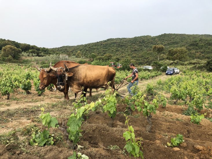 Bentu Luna, la cantina sarda di Gabriele Moratti
